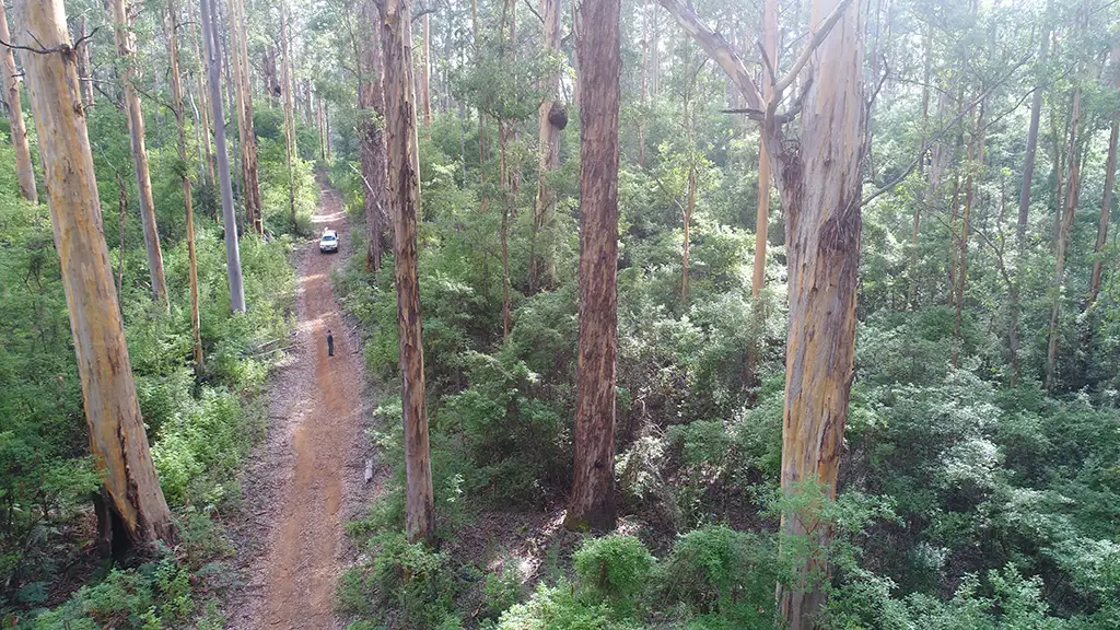 Beach & Forest Eco Adventure - Pemberton