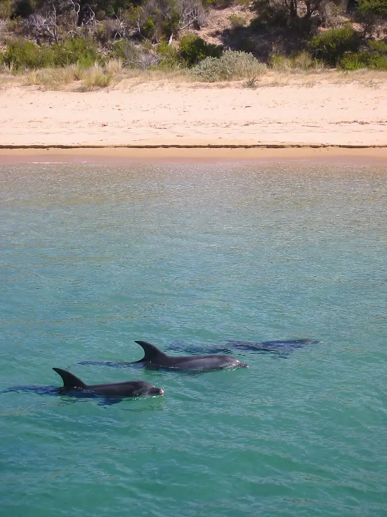 Port Phillip Bay Wildlife Adventure Cruise