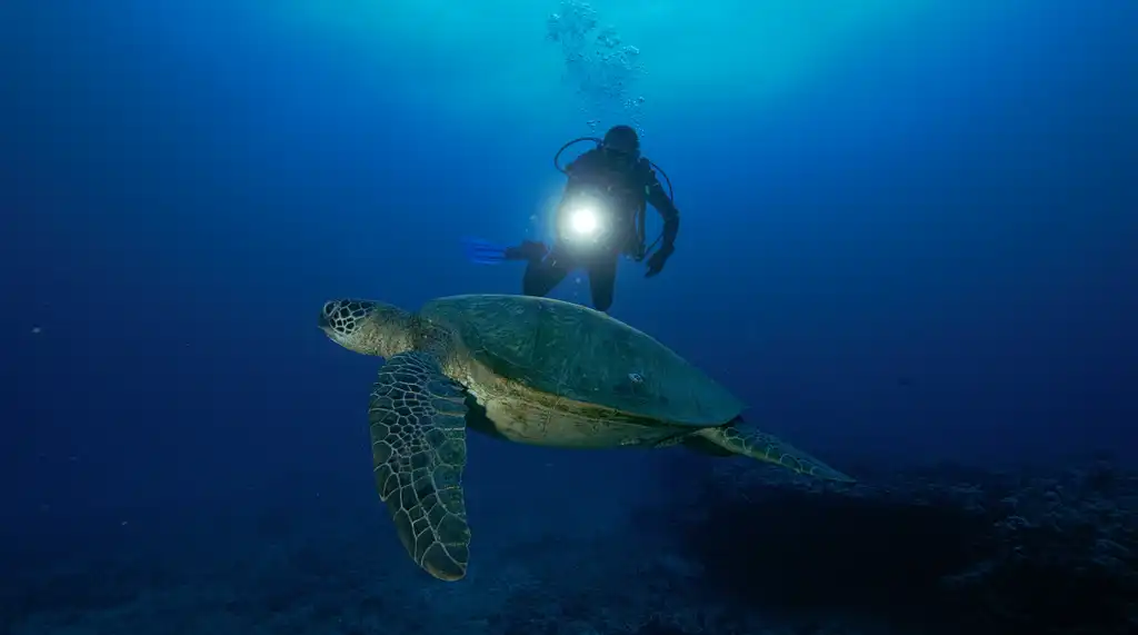 Oahu Night Diving