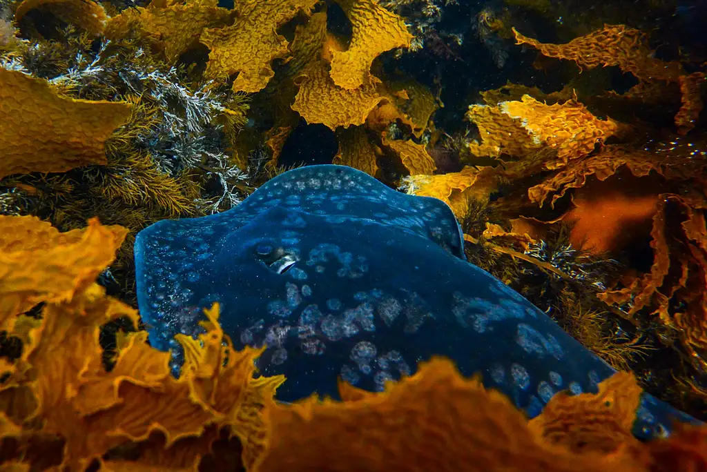 Great Reef Snorkel Tour - Swim with Dolphins and Seals