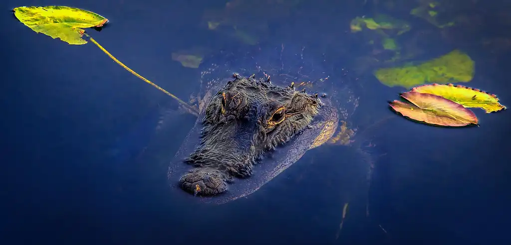 Everglades Airboat & Wildlife Show