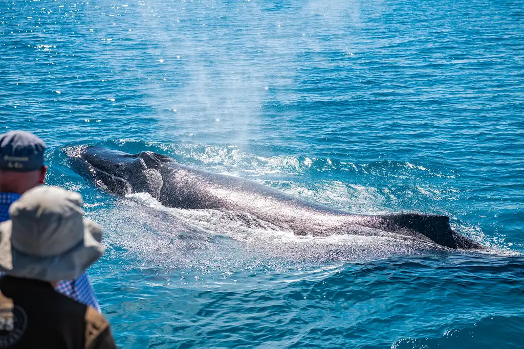 Whale Watching & Sunset Cruise | Broome