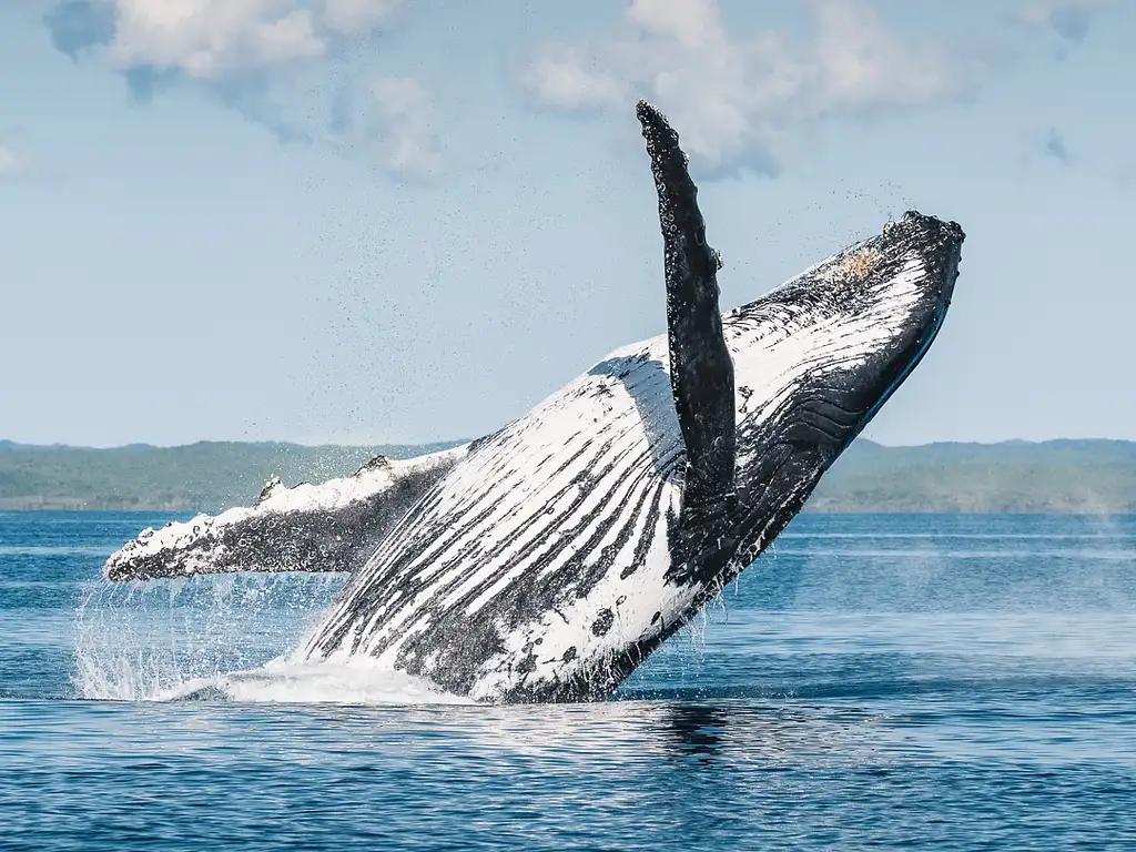 K'gari Island Whales & Beaches Half Day Tour (July to October)