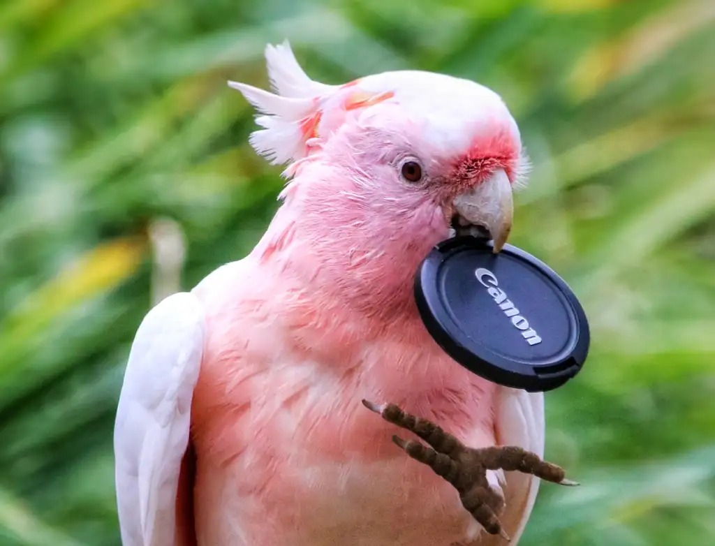 Maleny Botanic Gardens & Bird World Entry