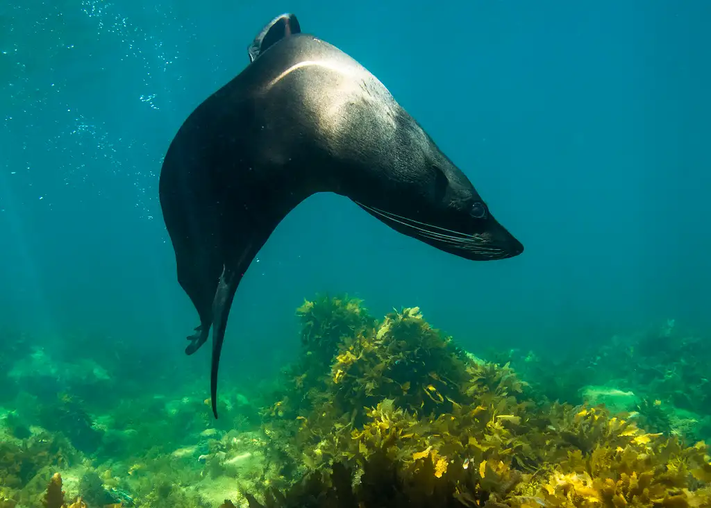 Kangaroo Island Ocean Safari - Snorkelling Tour with Dolphins and Seals