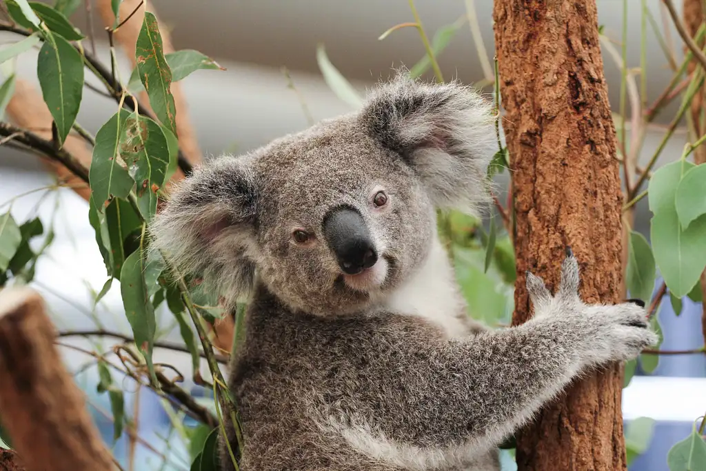 Lone Pine Koala Sanctuary Entry