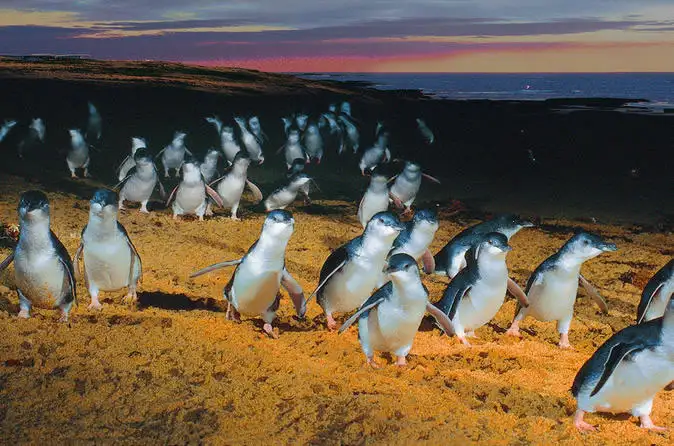 Phillip Island Wildlife & Brighton Beach Boxes Bus Tour