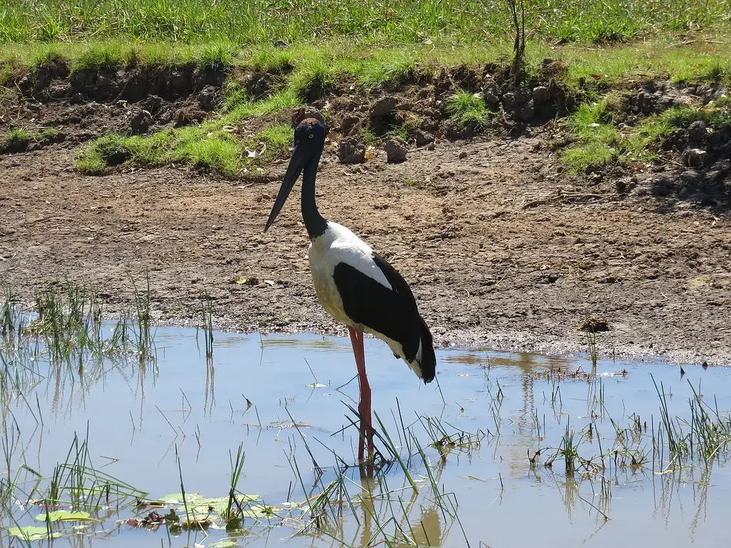 Darwin To Kakadu Day Trip By Air Including Yellow Water Cruise