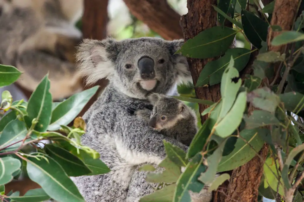 Lone Pine Koala Sanctuary Entry with Brisbane River Cruise