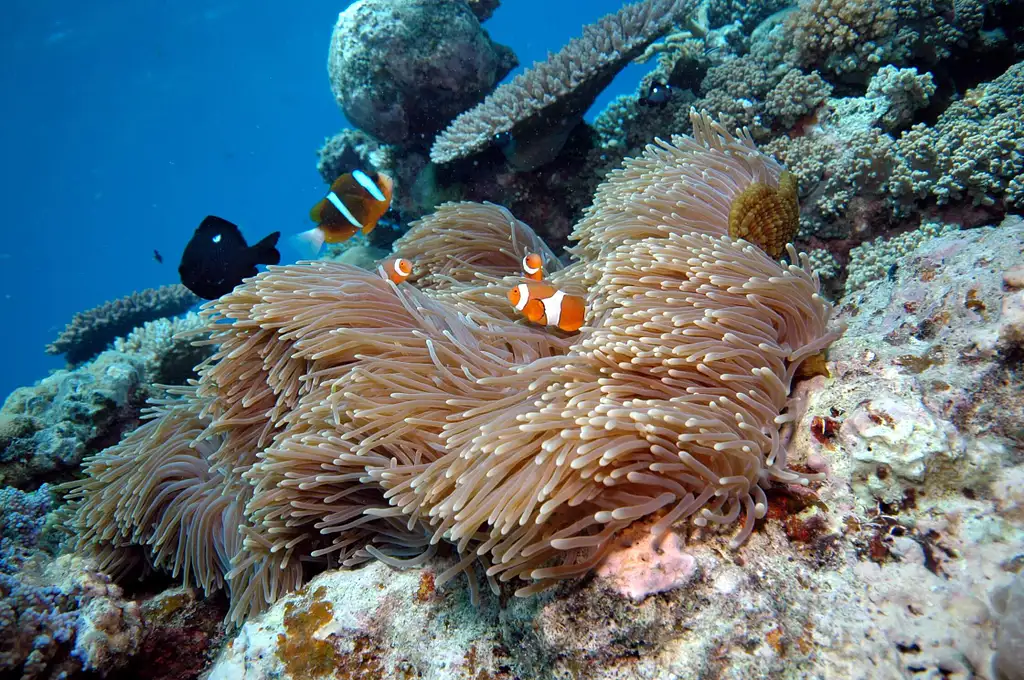 Cairns to Great Barrier Reef Cruise | Reef Magic Cruises