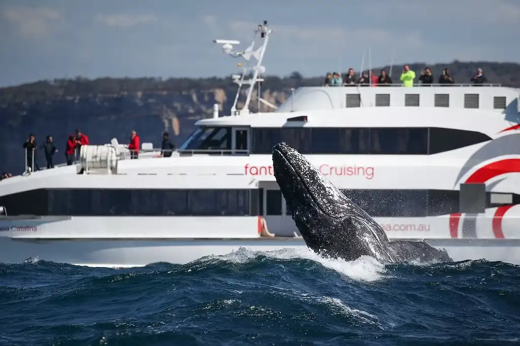 Discovery Whale Watching Cruise - Sydney