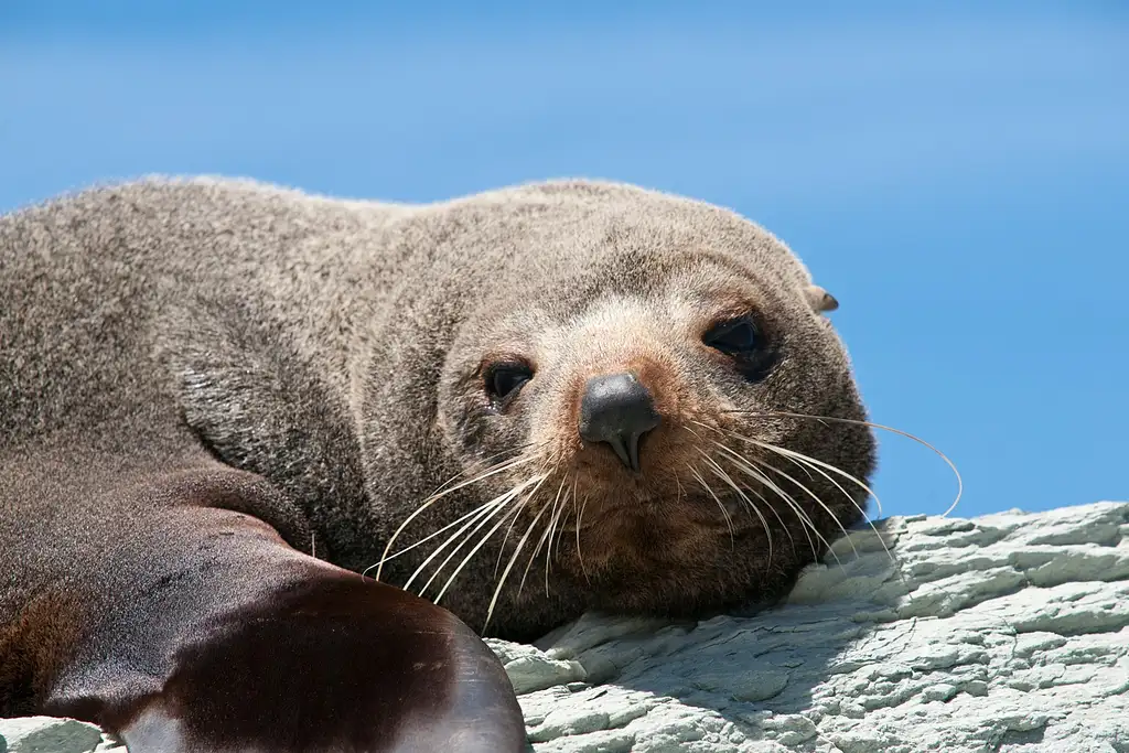 Kangaroo Island 75-Minute Ocean Safari