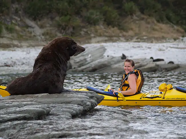 Kaikoura Guided Wildlife Kayak Tour