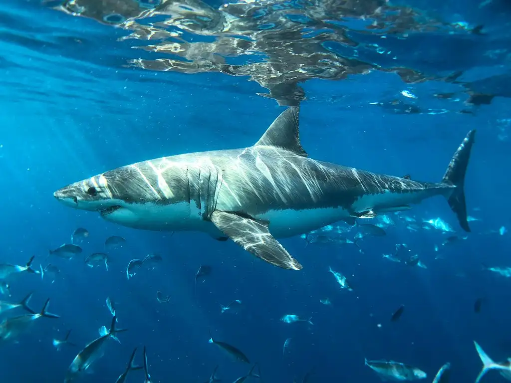 Shark Cage Diving - Port Lincoln