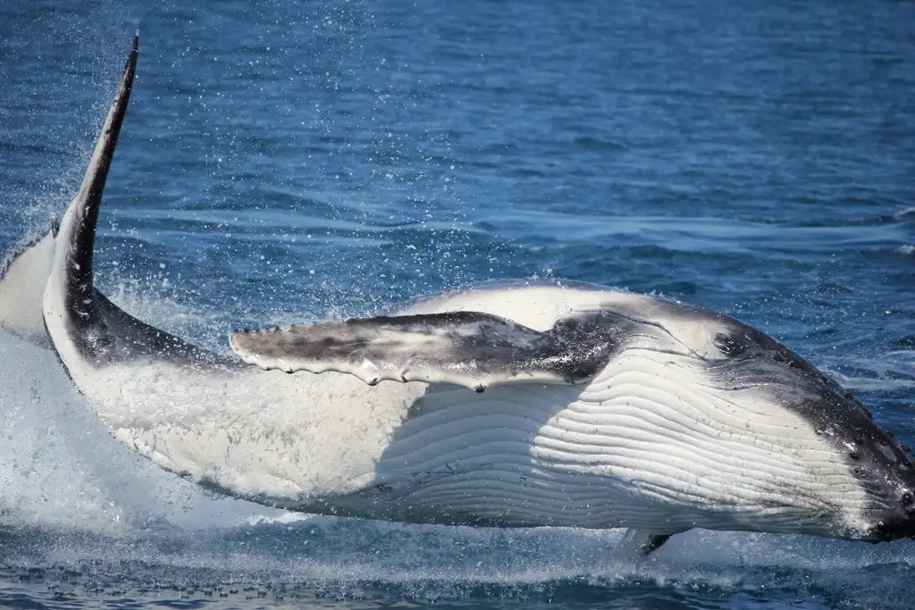 Premium Whale Watching Tour - Hervey Bay