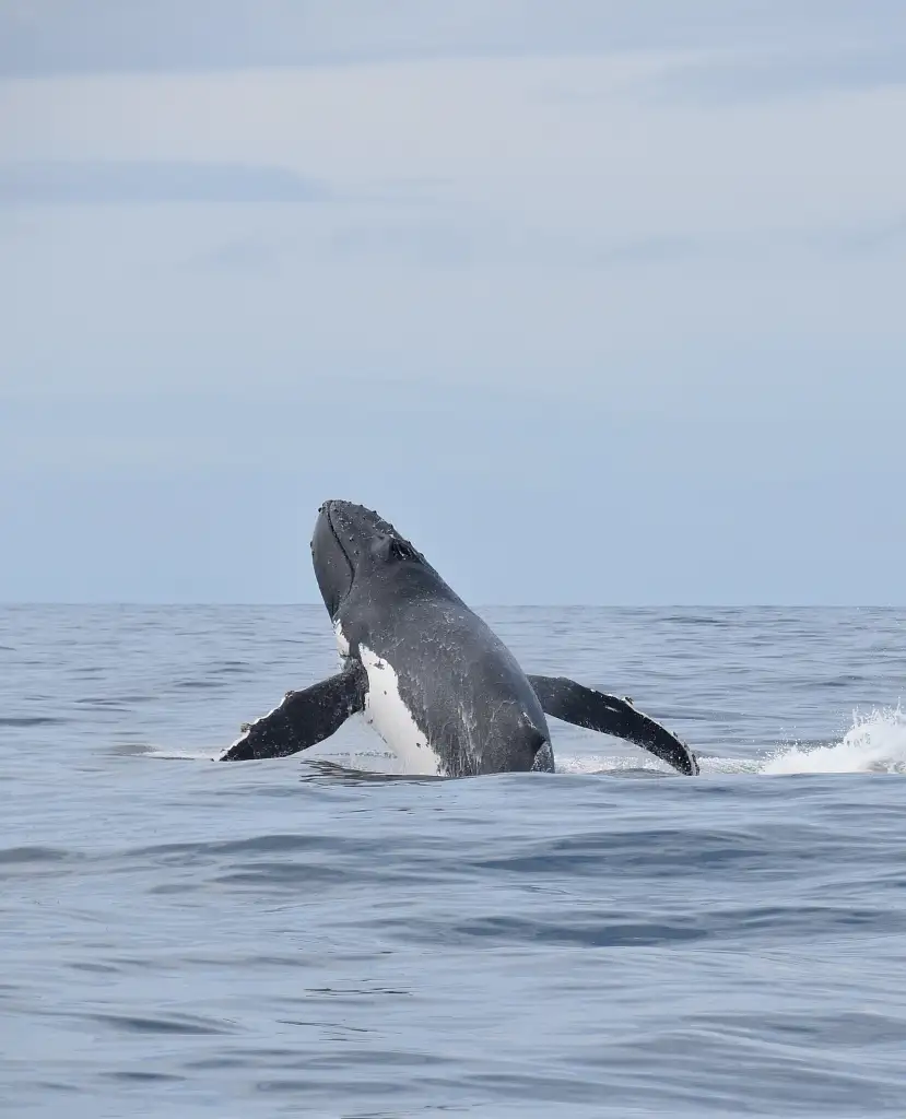 Sunshine Coast Whale Watching Cruise