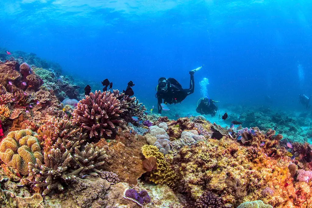 Flinders Reef Dive Trip - Sunshine Coast