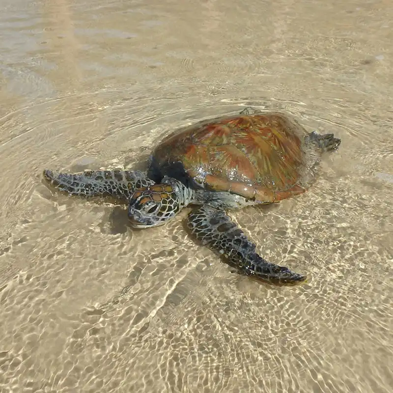 Rainbow Beach Turtle View Kayak Tour