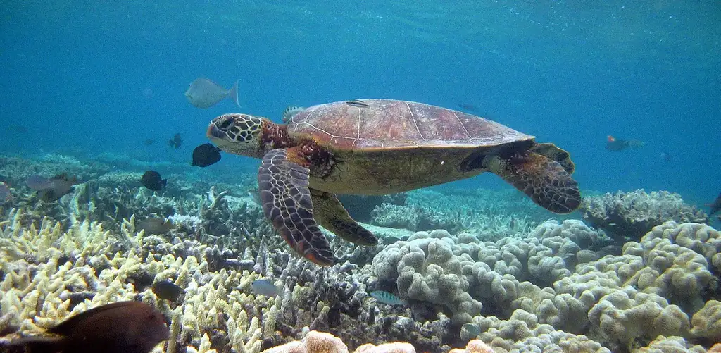 Great Barrier Reef Snorkelling Half Day Tour  | Mission Beach