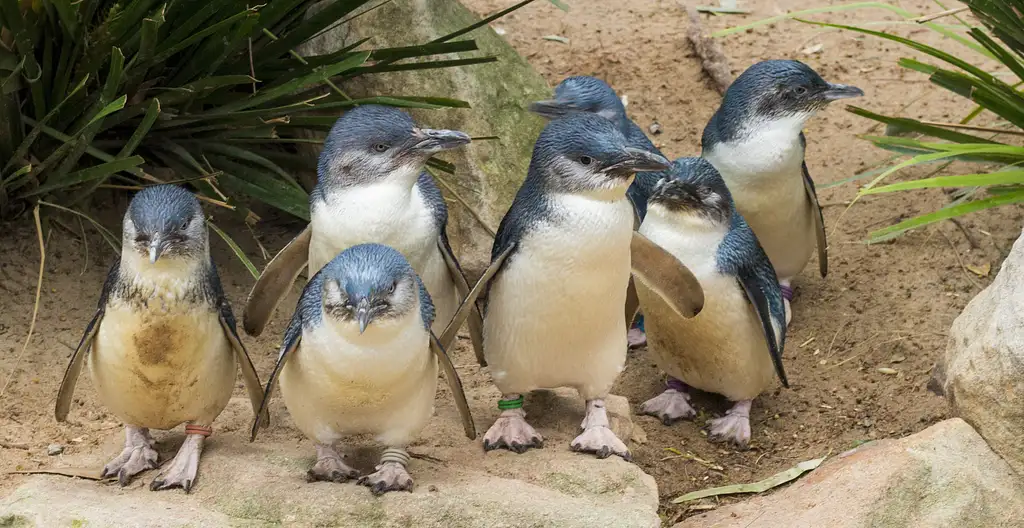 Phillip Island Wildlife & Brighton Beach Boxes Bus Tour