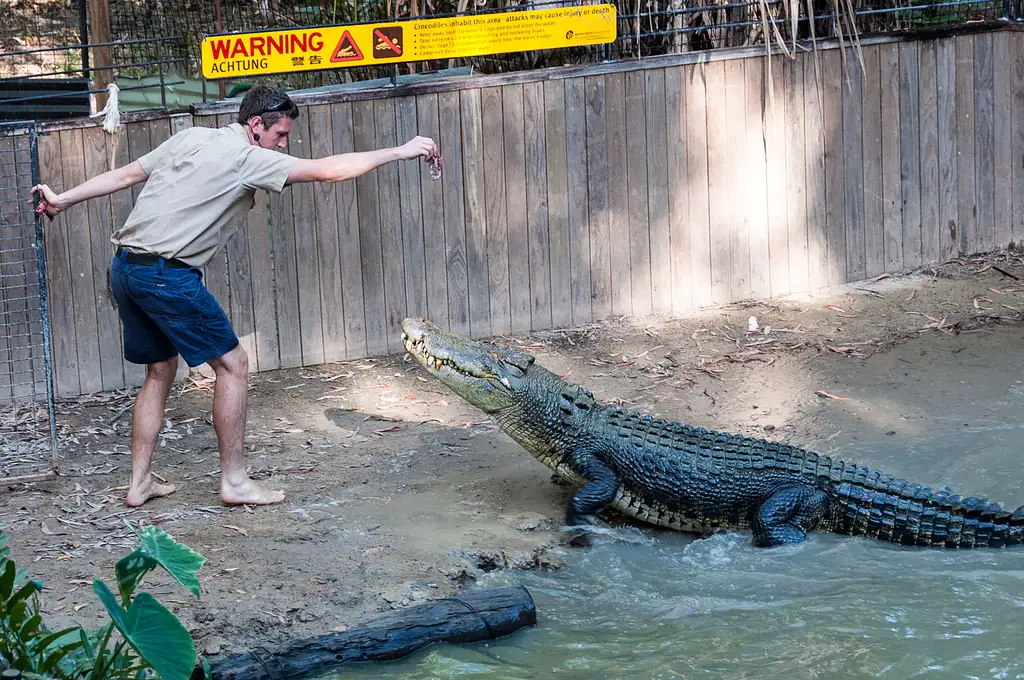 Hartley's Crocodile Adventures | Breakfast with the Koalas