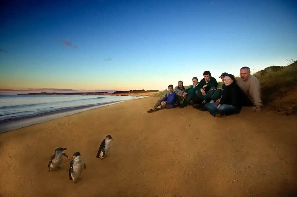 Phillip Island Penguin Parade Day Tour