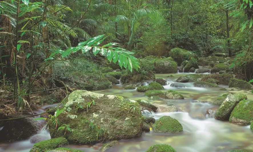 Cape Tribulation, Daintree & Mossman Gorge Day Tour