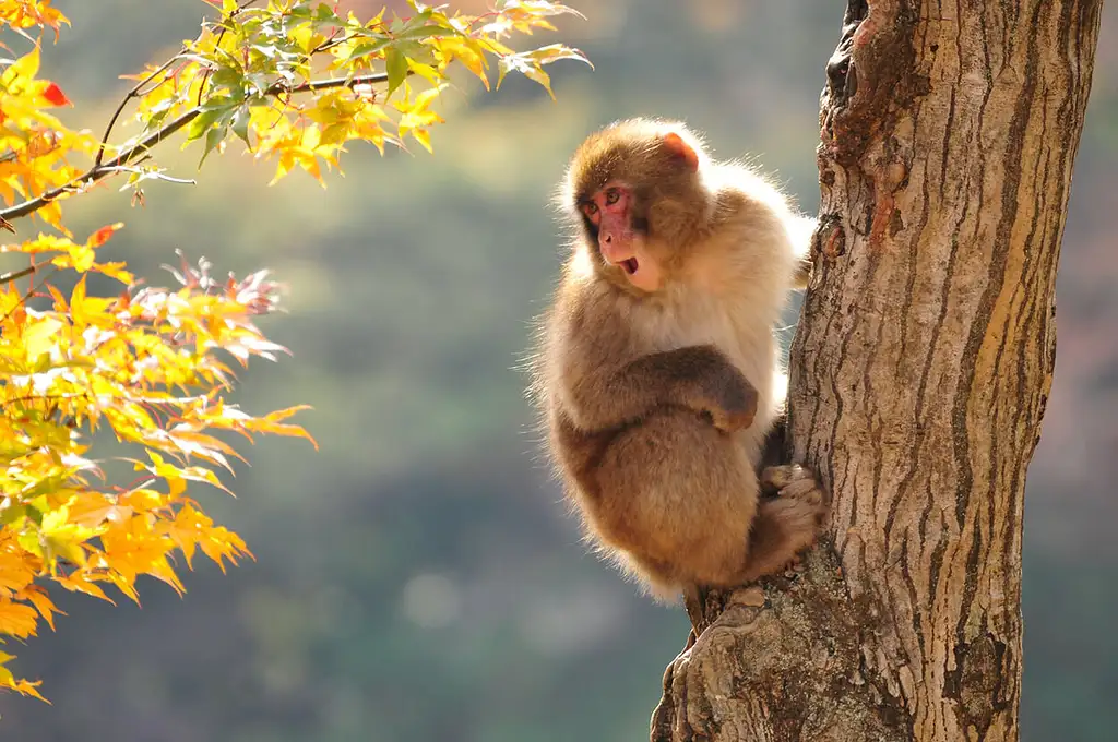 Snow Monkey, Shiga Kogen Nature, And Shibu Village 1 Day Tour