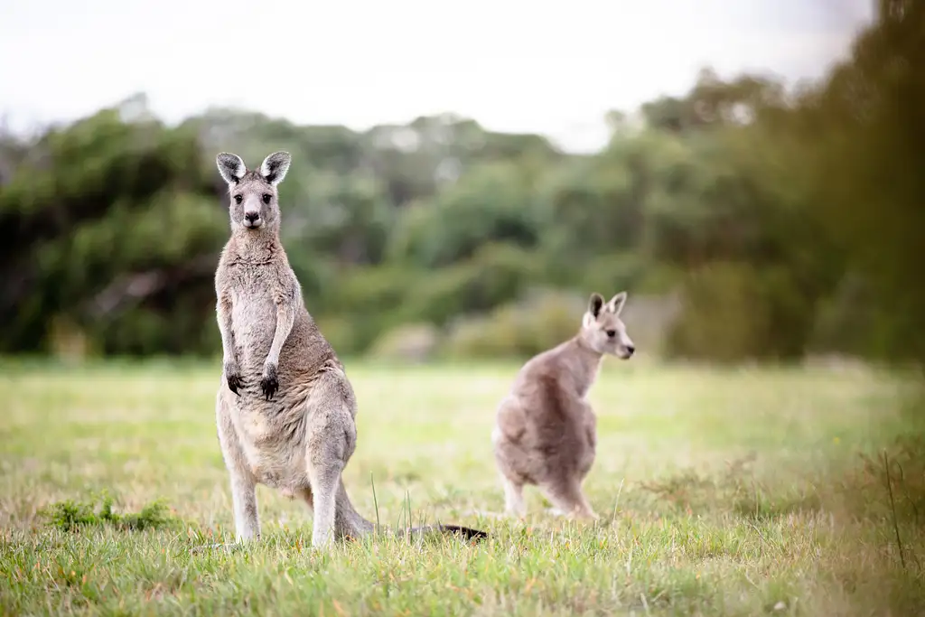 Wild Mornington Peninsula SUP Safari Adventure