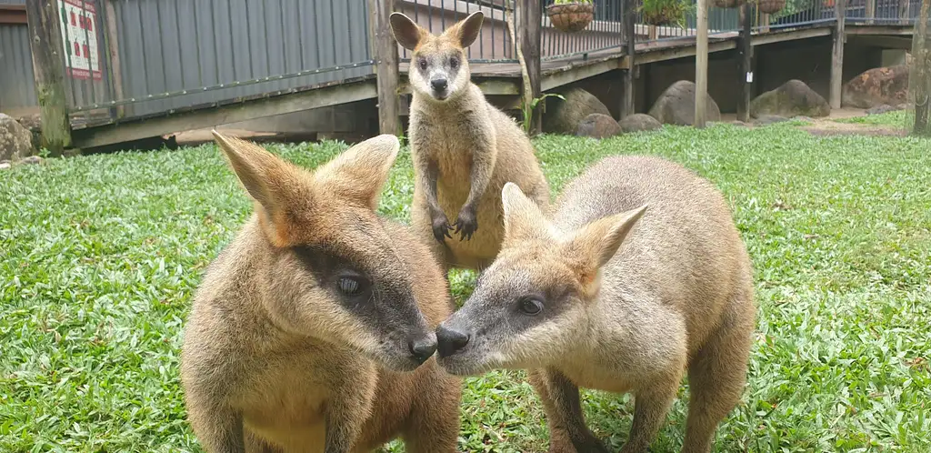 Kuranda Koala Gardens | Park Entry