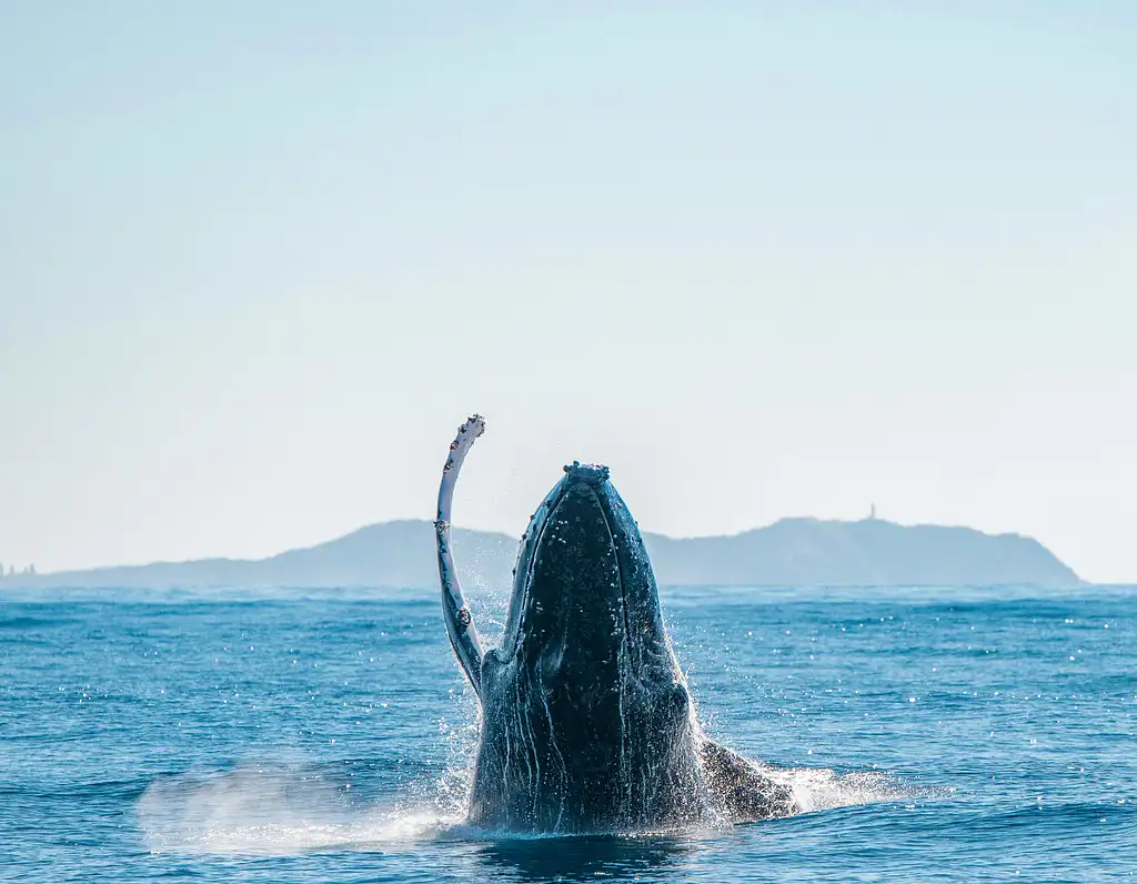 Byron Bay Whale Watching Cruise from Ballina