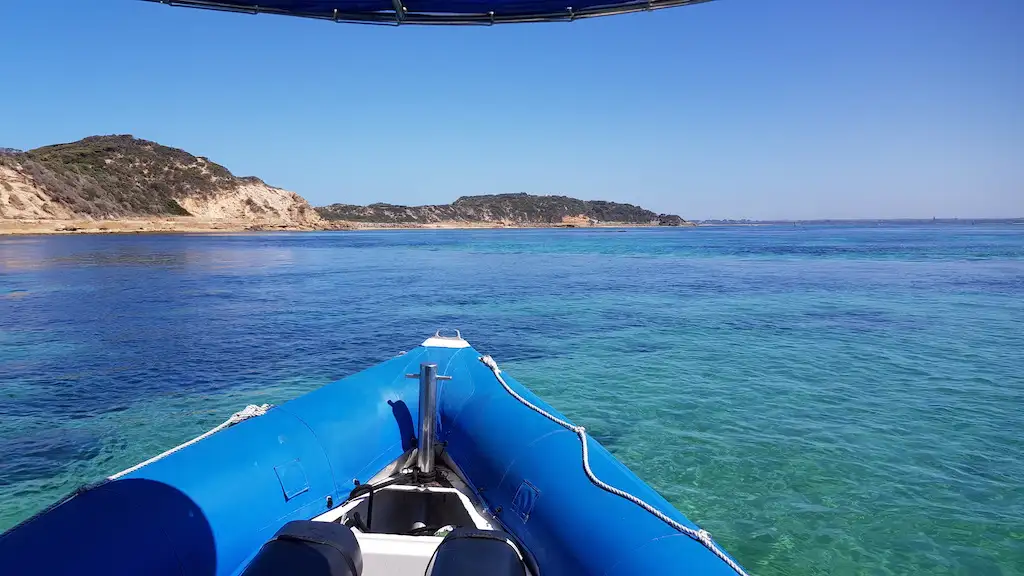 Great Reef Snorkel Tour - Swim with Dolphins and Seals