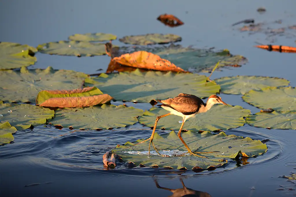 Top End Wildlife & Nature Tour