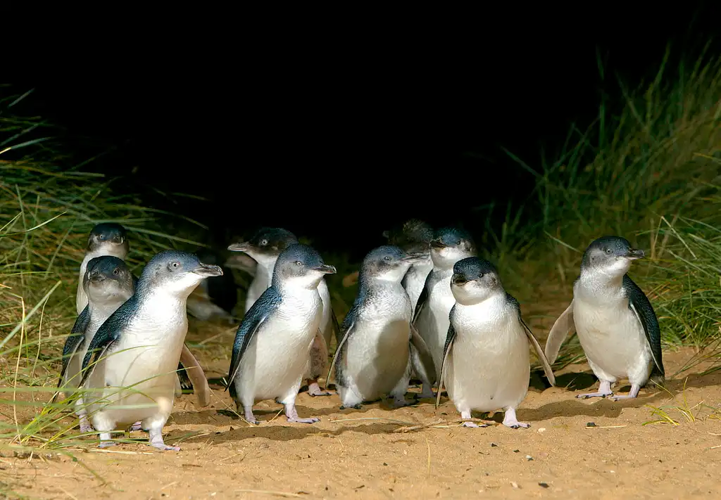 Phillip Island Penguin Parade & Churchill Island Farm Bus Tour