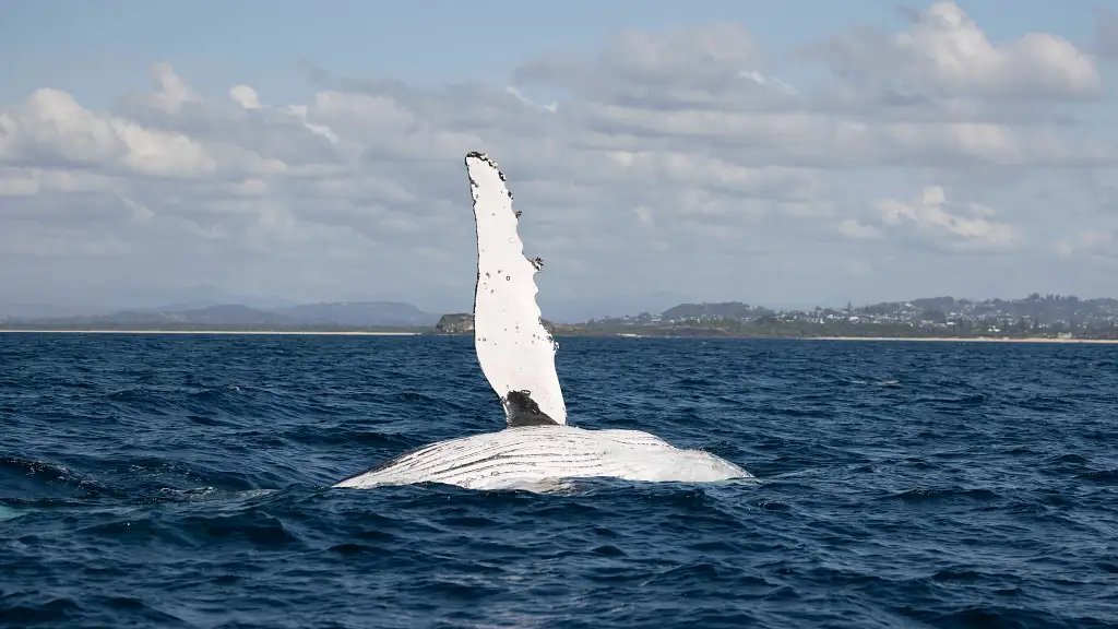 Whale Watching Tour Byron Bay