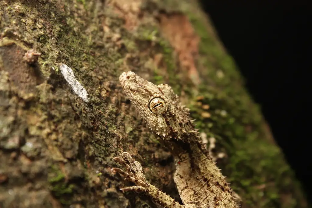 Evening Rainforest & Glow Worm Experience