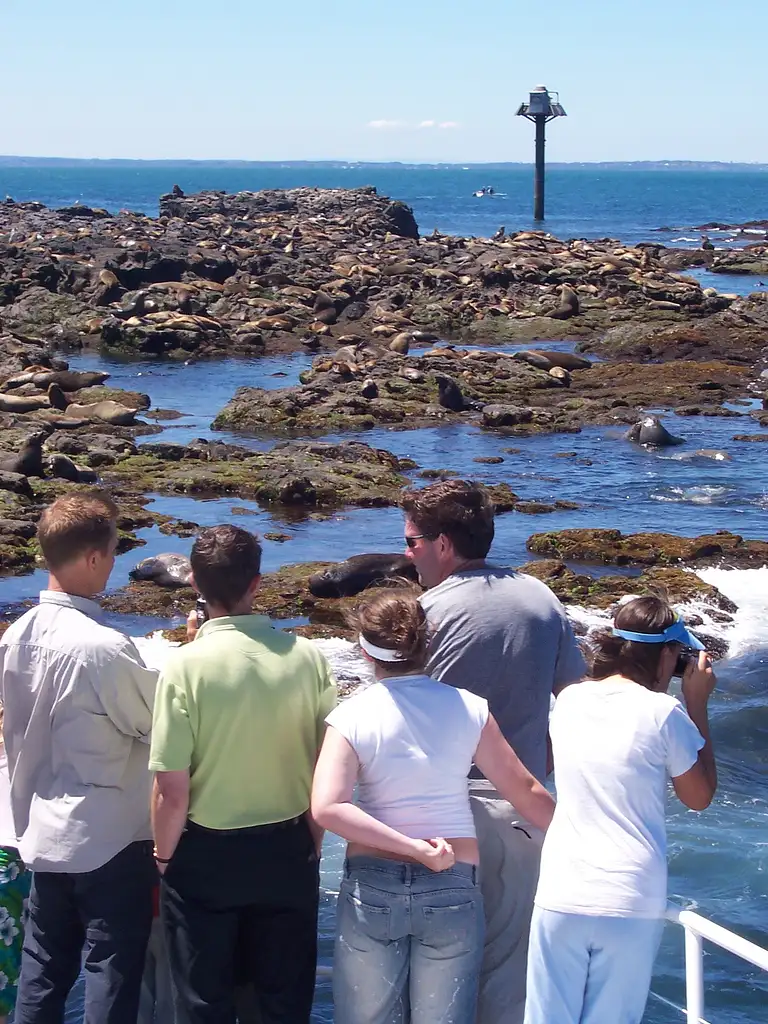 Phillip Island Seal Watching Cruise