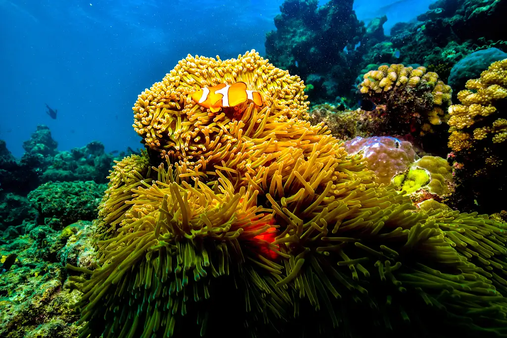 Cairns Dreamtime Dive And Snorkel