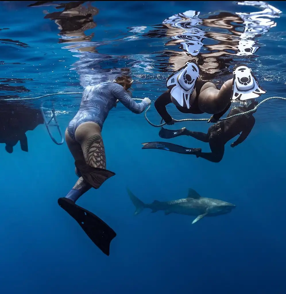 Pelagic No Cage Shark Dive Oahu