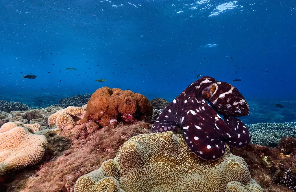 Flinders Reef Dive Trip - Sunshine Coast