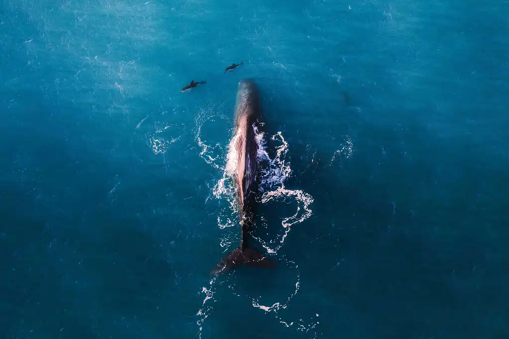 Whale Watching Flight Kaikoura