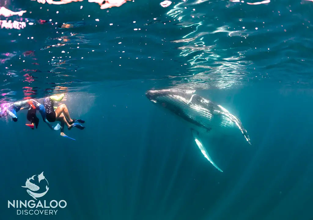 Ningaloo Humpback Whale Swim & Catamaran Sail | Departing Exmouth