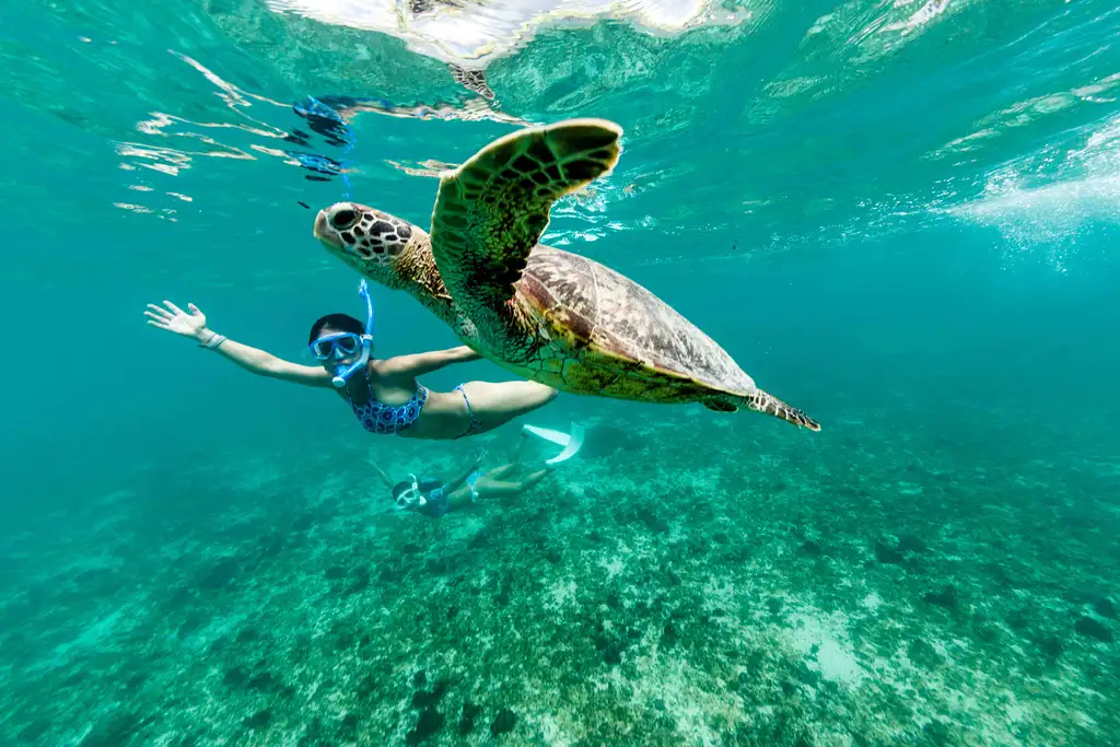 Ningaloo Reef Half Day Turtle Tour | Departing Exmouth