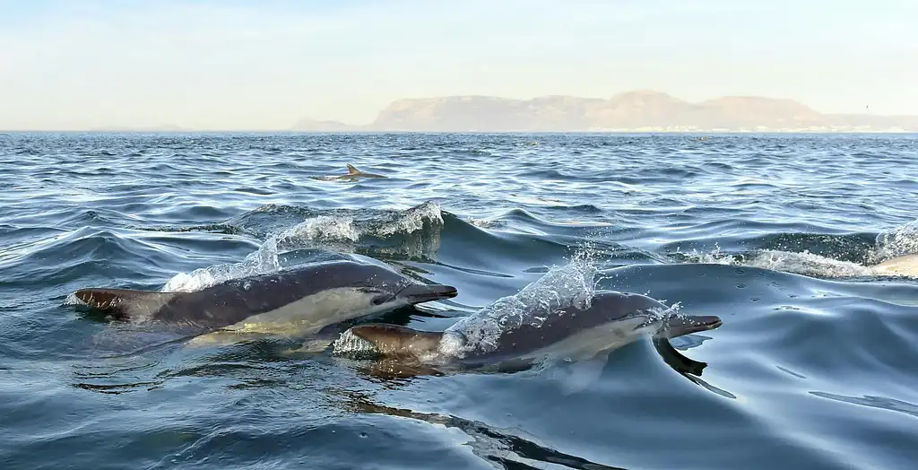 Dolphin Watching And Arrábida Tour - Private Tour