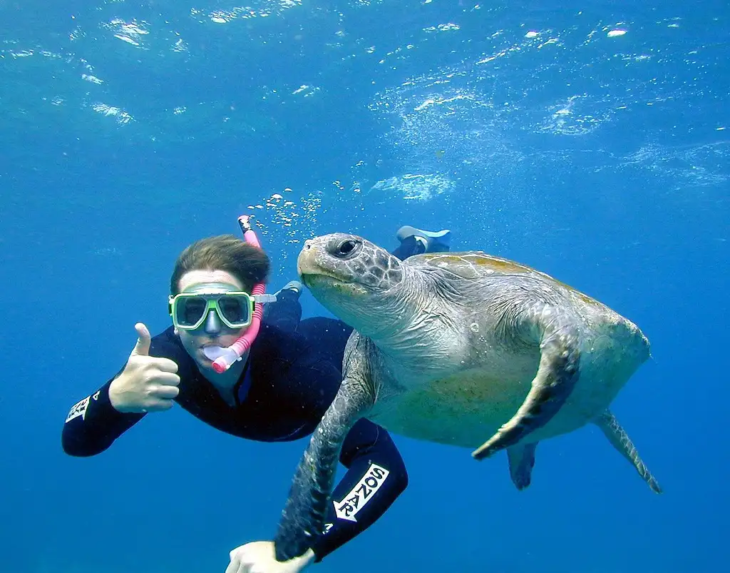 Certified Dive Tour At Julian Rocks