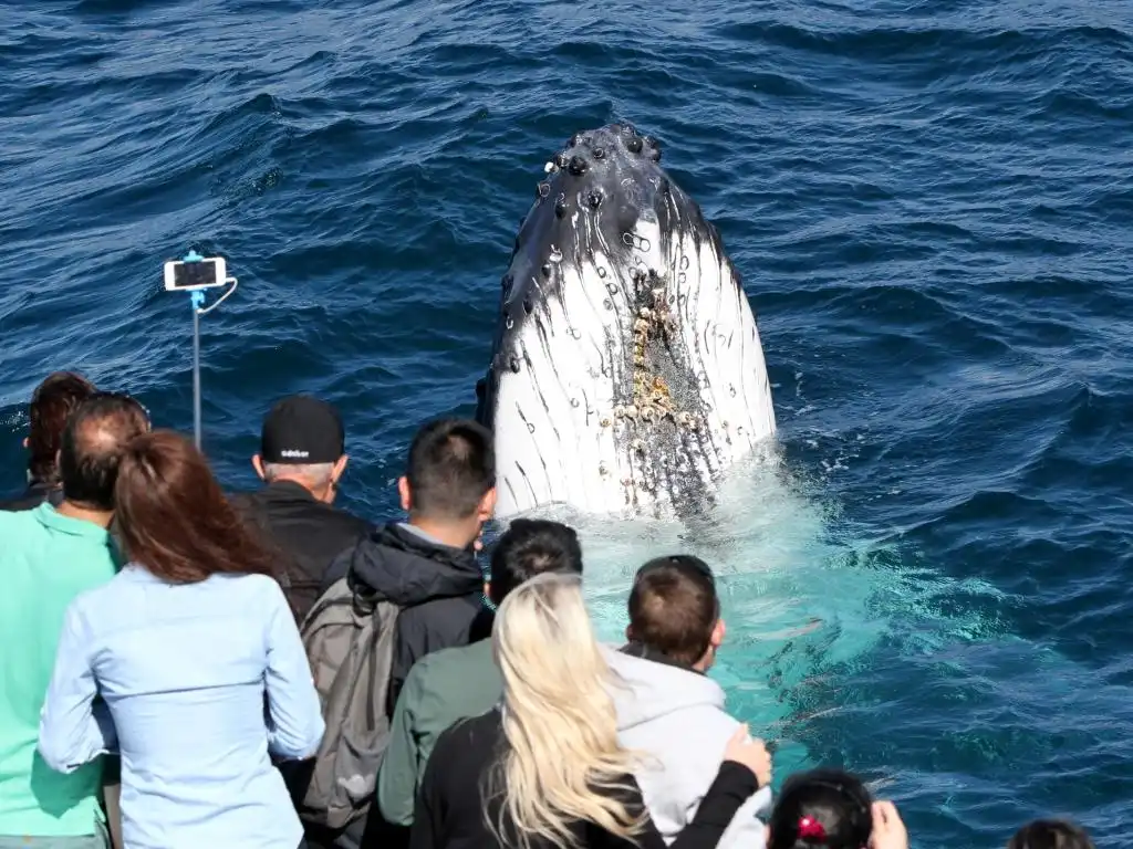 Whale Watching Gold Coast Tour