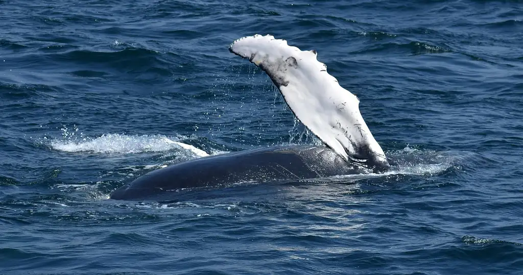 Wild Humpback Whales Tour with Flower Ceremony | Oahu