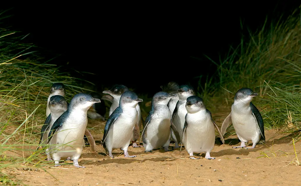 French Island and Phillip Island Wildlife Tour