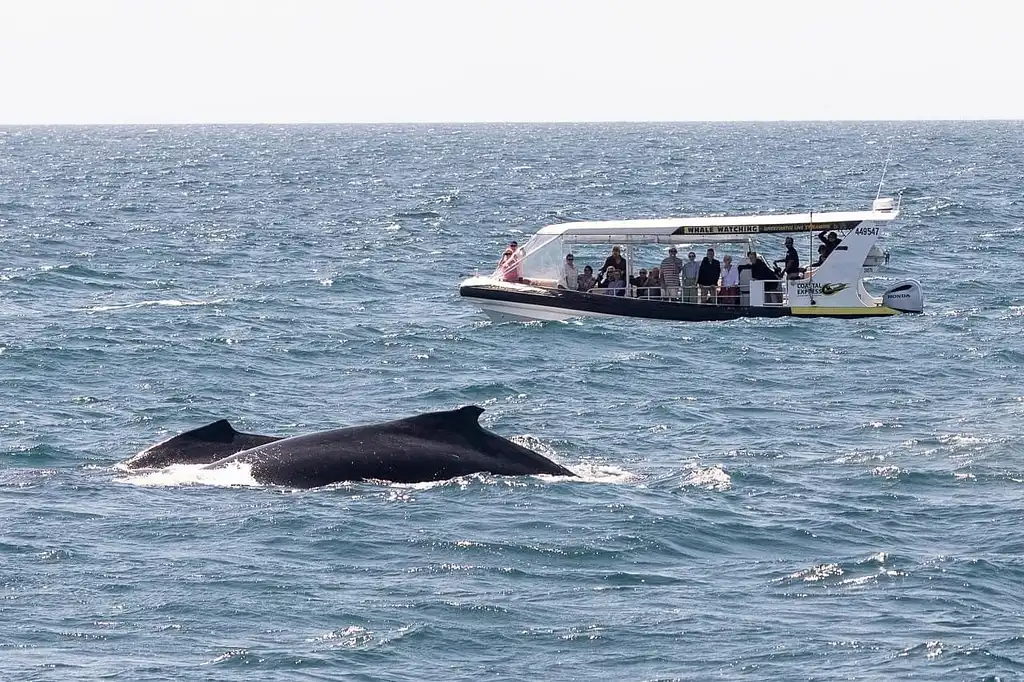 Mooloolaba Whale Watching 2 Hour Experience - Small Group