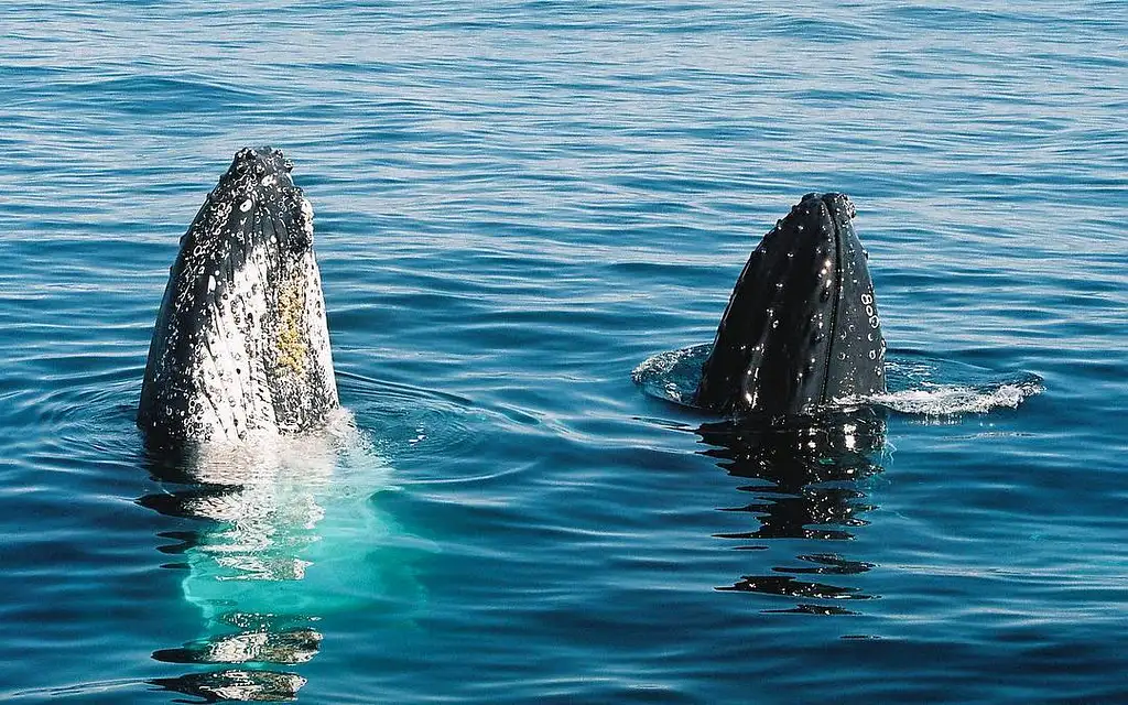 Gold Coast Whale Watching Cruise